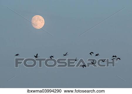 "Common Cranes (Grus grus) in flight during a full moon, Hungary, Europe" View Large Photo Image Stock Image - "Common Cranes (Grus grus) in flight during a full moon, Hungary, Europe". Fotosearch