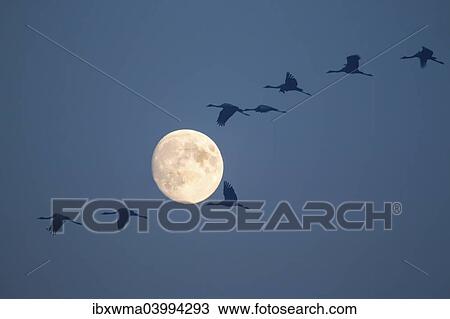 "Common Cranes (Grus grus) in flight during a full moon, Hungary, Europe" View Large Photo Image Stock Image - "Common Cranes (Grus grus) in flight during a full moon, Hungary, Europe". Fotosearch