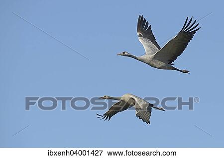 "Common Cranes (Grus grus) in flight, Brandenburg, Germany, Europe" View Large Photo Image Stock Photo - "Common Cranes (Grus grus) in flight, Brandenburg, Germany, Europe". Fotosearch