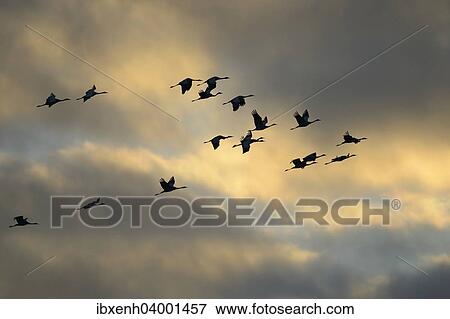 "Common Cranes (Grus grus) in flight, Brandenburg, Germany, Europe" View Large Photo Image Stock Photo - "Common Cranes (Grus grus) in flight, Brandenburg, Germany, Europe". Fotosearch