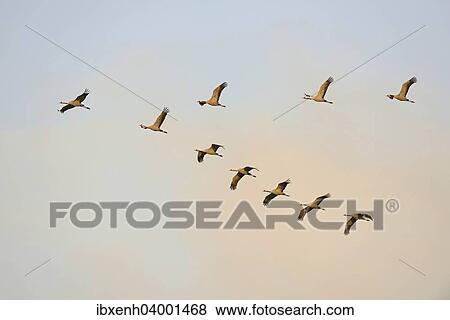 Stock Photo - "Common Cranes (Grus grus) in flight, Brandenburg, Germany, Europe". Fotosearch