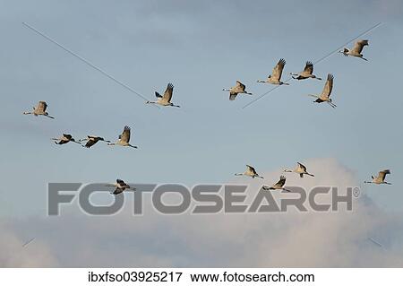 "Common Cranes (Grus grus) in flight, Mecklenburg-Western Pomerania, Germany, Europe" View Large Photo Image Stock Photo - "Common Cranes (Grus grus) in flight, Mecklenburg-Western Pomerania, Germany, Europe". Fotosearch