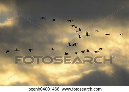 Stock Photograph - "Common Cranes (Grus grus) in flight, Brandenburg, Germany, Europe". Fotosearch