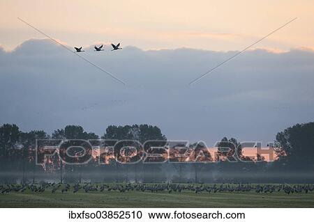 "Common Cranes (Grus grus), on a field foraging in the early morning, Mecklenburg-Western Pomerania, Germany, Europe" View Large Photo Image Stock Image - "Common Cranes (Grus grus), on a field foraging in the early morning, Mecklenburg-Western Pomerania, Germany, Europe". Fotosearch