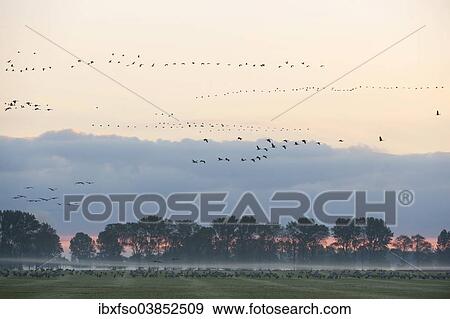"Common Cranes (Grus grus), on a field foraging in the early morning, Mecklenburg-Western Pomerania, Germany, Europe" View Large Photo Image Stock Photo - "Common Cranes (Grus grus), on a field foraging in the early morning, Mecklenburg-Western Pomerania, Germany, Europe". Fotosearch