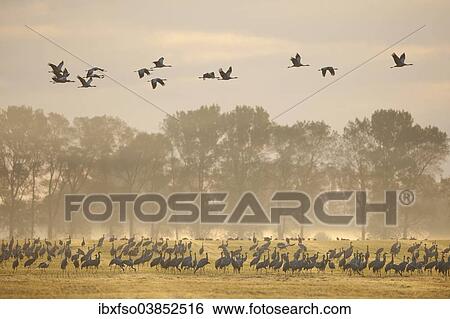 "Common Cranes (Grus grus), on a field foraging in the early morning, Mecklenburg-Western Pomerania, Germany, Europe" View Large Photo Image Stock Photograph - "Common Cranes (Grus grus), on a field foraging in the early morning, Mecklenburg-Western Pomerania, Germany, Europe". Fotosearch