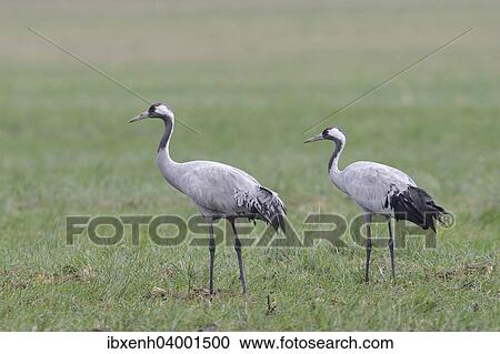 "Common Cranes (Grus grus), Brandenburg, Germany, Europe" View Large Photo Image Stock Image - "Common Cranes (Grus grus), Brandenburg, Germany, Europe". Fotosearch
