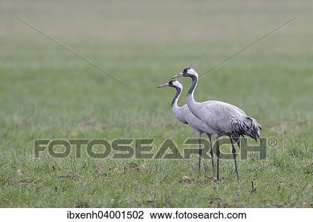 Stock Image - "Common Cranes (Grus grus), Brandenburg, Germany, Europe". Fotosearch