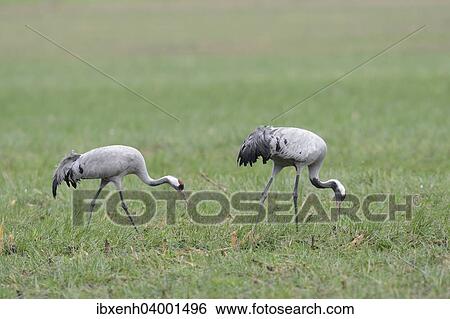 "Common Cranes (Grus grus), Brandenburg, Germany, Europe" View Large Photo Image Stock Photograph - "Common Cranes (Grus grus), Brandenburg, Germany, Europe". Fotosearch