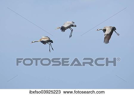 "Common Cranes (Grus grus), two adult birds and a young bird, about to land, Mecklenburg-Western Pomerania, Germany, Europe" View Large Photo Image Stock Image - "Common Cranes (Grus grus), two adult birds and a young bird, about to land, Mecklenburg-Western Pomerania, Germany, Europe". Fotosearch