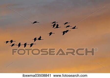 "Common Cranes or Eurasian Cranes (Grus grus) in flight in the evening light, Mecklenburg-Western Pomerania, Germany, Europe" View Large Photo Image Stock Image - "Common Cranes or Eurasian Cranes (Grus grus) in flight in the evening light, Mecklenburg-Western Pomerania, Germany, Europe". Fotosearch