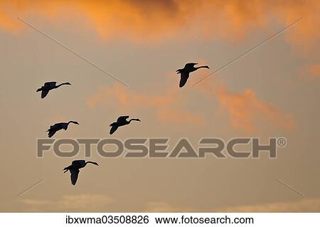 "Common Cranes or Eurasian Cranes (Grus grus) in flight in the evening light, Mecklenburg-Western Pomerania, Germany, Europe" View Large Photo Image Stock Photograph - "Common Cranes or Eurasian Cranes (Grus grus) in flight in the evening light, Mecklenburg-Western Pomerania, Germany, Europe". Fotosearch