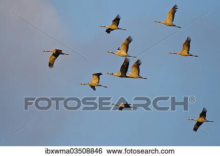 "Common Cranes or Eurasian Cranes (Grus grus) in flight at dawn, Mecklenburg-Western Pomerania, Germany, Europe" View Large Photo Image Stock Photograph - "Common Cranes or Eurasian Cranes (Grus grus) in flight at dawn, Mecklenburg-Western Pomerania, Germany, Europe". Fotosearch