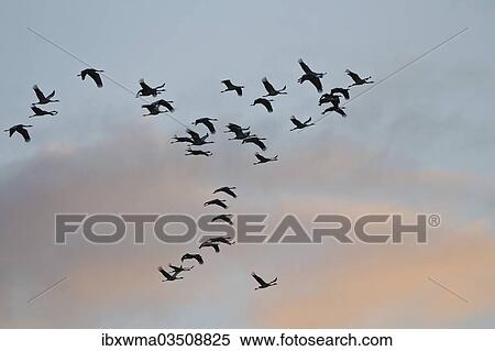 "Common Cranes or Eurasian Cranes (Grus grus) in flight at dawn, Mecklenburg-Western Pomerania, Germany, Europe" View Large Photo Image Stock Photography - "Common Cranes or Eurasian Cranes (Grus grus) in flight at dawn, Mecklenburg-Western Pomerania, Germany, Europe". Fotosearch
