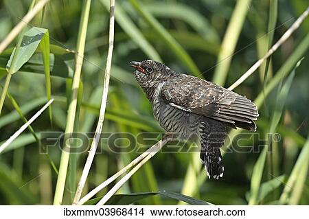 "Common Cuckoo (Cuculus canorus), young bird, Saxony-Anhalt, Germany, Europe" View Large Photo Image Picture - "Common Cuckoo (Cuculus canorus), young bird, Saxony-Anhalt, Germany, Europe". Fotosearch