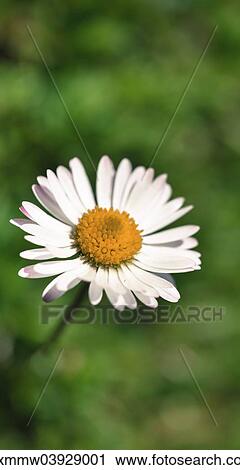 "Common Daisy (Bellis perennis), flower" View Large Photo Image Stock Image - "Common Daisy (Bellis perennis), flower". Fotosearch