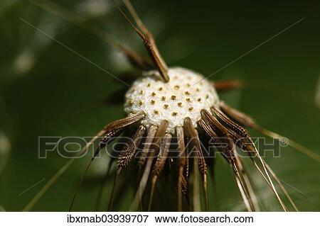 "Common Dandelion (Taraxacum officinale), blowball, head with individual seeds" View Large Photo Image Stock Photo - "Common Dandelion (Taraxacum officinale), blowball, head with individual seeds". Fotosearch