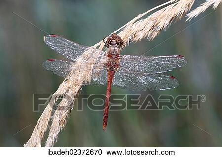 "Common Darter (Sympetrum striolatum), Allgaeu, Bavaria, Germany, Europe" View Large Photo Image Stock Image - "Common Darter (Sympetrum striolatum), Allgaeu, Bavaria, Germany, Europe". Fotosearch