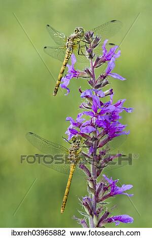 "Common Darter (Sympetrum striolatum), young, Burgenland, Austria, Europe" View Large Photo Image Stock Image - "Common Darter (Sympetrum striolatum), young, Burgenland, Austria, Europe". Fotosearch