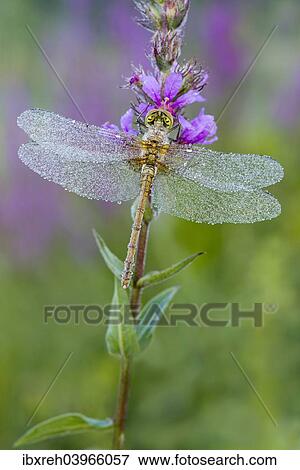 "Common Darter (Sympetrum striolatum), young, Burgenland, Austria, Europe" View Large Photo Image Stock Photo - "Common Darter (Sympetrum striolatum), young, Burgenland, Austria, Europe". Fotosearch