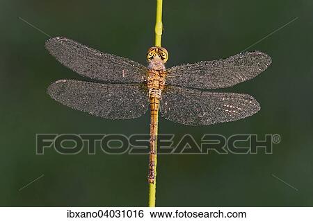 "Common Darter (Sympetrum striolatum), female, Burgenland, Austria, Europe" View Large Photo Image Stock Photograph - "Common Darter (Sympetrum striolatum), female, Burgenland, Austria, Europe". Fotosearch