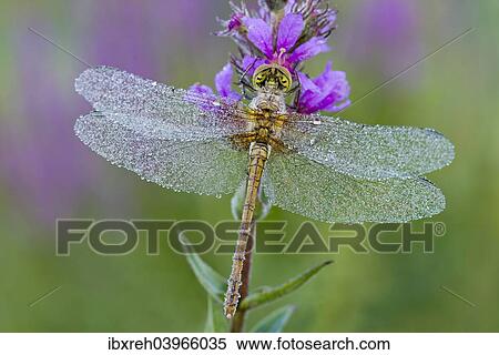 "Common Darter (Sympetrum striolatum), young, Burgenland, Austria, Europe" View Large Photo Image Stock Photography - "Common Darter (Sympetrum striolatum), young, Burgenland, Austria, Europe". Fotosearch