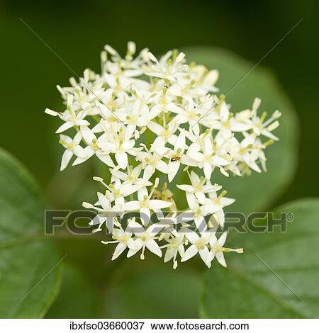 Stock Photo - "Common Dogwood (Cornus sanguinea), flowering corymb, Thuringia, Germany, Europe". Fotosearch