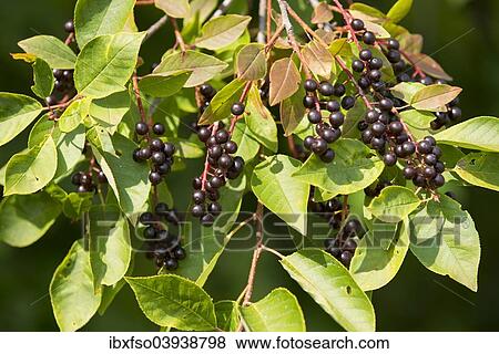 "Common Dogwood (Cornus sanguinea), leaves and fruits, Thuringia, Germany, Europe" View Large Photo Image Stock Photo - "Common Dogwood (Cornus sanguinea), leaves and fruits, Thuringia, Germany, Europe". Fotosearch
