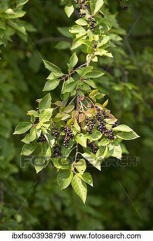 "Common Dogwood (Cornus sanguinea), leaves and fruits, Thuringia, Germany, Europe" View Large Photo Image Stock Photo - "Common Dogwood (Cornus sanguinea), leaves and fruits, Thuringia, Germany, Europe". Fotosearch
