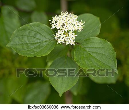 "Common Dogwood (Cornus sanguinea), flowering corymb and foliage, Thuringia, Germany, Europe" View Large Photo Image Stock Photograph - "Common Dogwood (Cornus sanguinea), flowering corymb and foliage, Thuringia, Germany, Europe". Fotosearch