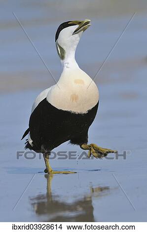 "Common Eider (Somateria mollissima), drake, showing off, Heligoland, Schleswig-Holstein, Germany, Europe" View Large Photo Image Picture - "Common Eider (Somateria mollissima), drake, showing off, Heligoland, Schleswig-Holstein, Germany, Europe". Fotosearch