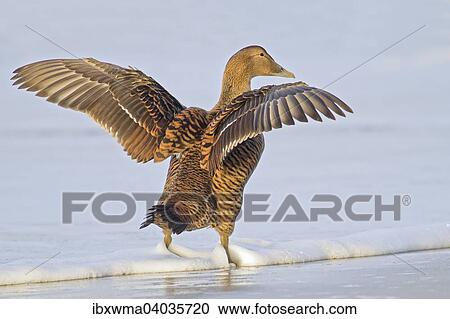 "Common Eider (Somateria mollissima), female with wings outstretched, Heligoland, Schleswig-Holstein, Germany, Europe" View Large Photo Image Stock Image - "Common Eider (Somateria mollissima), female with wings outstretched, Heligoland, Schleswig-Holstein, Germany, Europe". Fotosearch