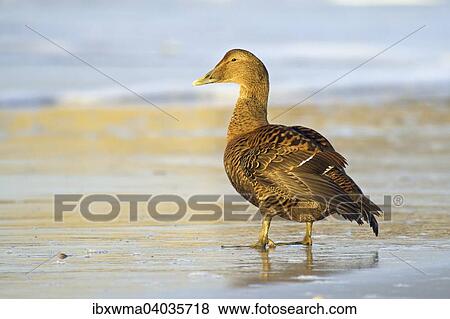 "Common Eider (Somateria mollissima), female on the beach, Heligoland, Schleswig-Holstein, Germany, Europe" View Large Photo Image Stock Photo - "Common Eider (Somateria mollissima), female on the beach, Heligoland, Schleswig-Holstein, Germany, Europe". Fotosearch