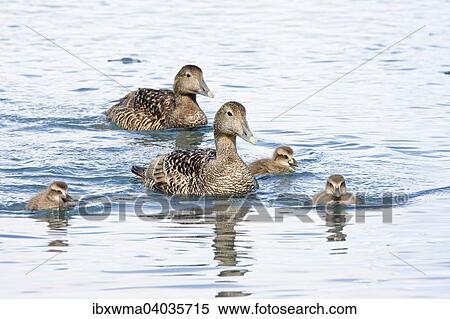 "Common Eider (Somateria mollissima), female with chicks, Heligoland, Schleswig-Holstein, Germany, Europe" View Large Photo Image Stock Photography - "Common Eider (Somateria mollissima), female with chicks, Heligoland, Schleswig-Holstein, Germany, Europe". Fotosearch