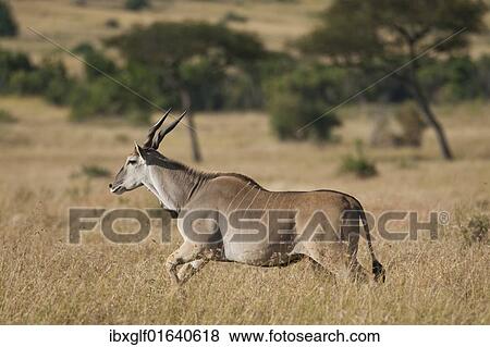 "Common Eland or Eland Antilope (Taurotragus oryx), running, Serengeti National Park, Tanzania, Africa" View Large Photo Image Stock Photo - "Common Eland or Eland Antilope (Taurotragus oryx), running, Serengeti National Park, Tanzania, Africa". Fotosearch