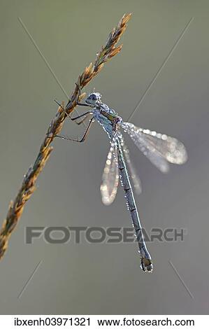 "Common Emerald Damselfly (Lestes sponsa), Emsland, Lower Saxony, Germany, Europe" View Large Photo Image Stock Image - "Common Emerald Damselfly (Lestes sponsa), Emsland, Lower Saxony, Germany, Europe". Fotosearch