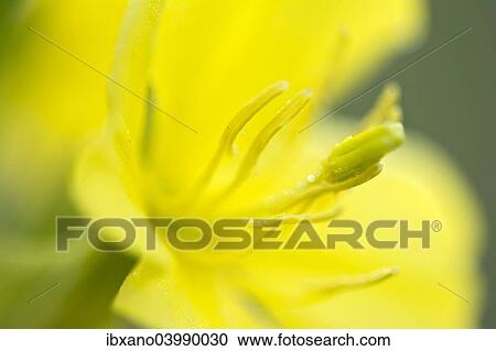 "Common evening primrose (Oenothera biennis), Burgenland, Austria, Europe" View Large Photo Image Stock Image - "Common evening primrose (Oenothera biennis), Burgenland, Austria, Europe". Fotosearch