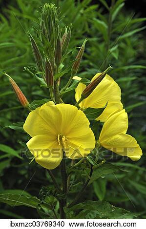 "Common Evening Primrose (Oenothera biennis), flowers and buds, Bavaria, Germany, Europe" View Large Photo Image Stock Image - "Common Evening Primrose (Oenothera biennis), flowers and buds, Bavaria, Germany, Europe". Fotosearch
