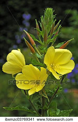 "Common Evening Primrose (Oenothera biennis), flowers and buds, Bavaria, Germany, Europe" View Large Photo Image Stock Image - "Common Evening Primrose (Oenothera biennis), flowers and buds, Bavaria, Germany, Europe". Fotosearch