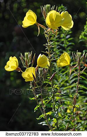 "Common Evening Primrose (Oenothera biennis), flowering, Bavaria, Germany, Europe" View Large Photo Image Stock Image - "Common Evening Primrose (Oenothera biennis), flowering, Bavaria, Germany, Europe". Fotosearch