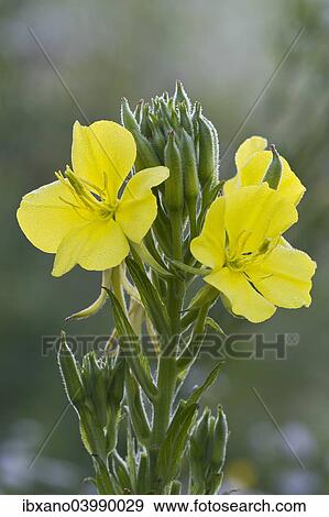 Stock Photo - "Common evening primrose (Oenothera biennis), Burgenland, Austria, Europe". Fotosearch