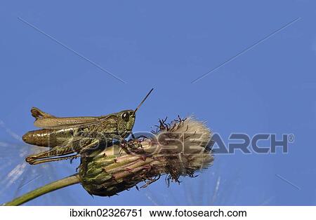 Stock Image - Common field grashopper (Chorthippus brunneus) on a creeping thistle (Cirsium arvense). Fotosearch