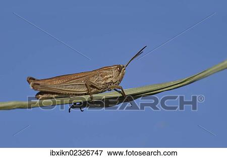 Common field grashopper (Chorthippus brunneus) View Large Photo Image Stock Photo - Common field grashopper (Chorthippus brunneus). Fotosearch