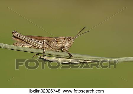 Common field grashopper (Chorthippus brunneus) View Large Photo Image Stock Photo - Common field grashopper (Chorthippus brunneus). Fotosearch