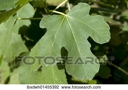 "Common fig (Ficus carica), leaf" View Large Photo Image Stock Image - "Common fig (Ficus carica), leaf". Fotosearch