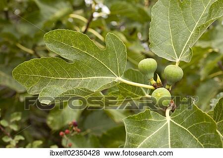"Common Fig (Ficus carica), Majorca, Spain, Europe" View Large Photo Image Stock Photo - "Common Fig (Ficus carica), Majorca, Spain, Europe". Fotosearch