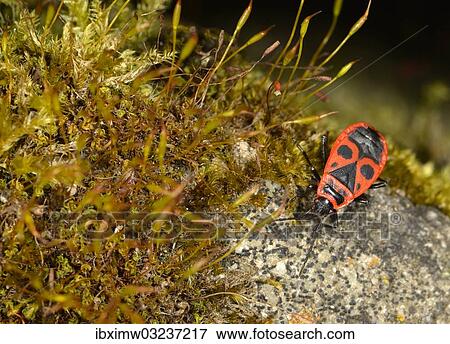 "Common Fire Bug (Pyrrhocoris apterus), Stuttgart, Baden-Wurttemberg, Germany, Europe" View Large Photo Image Stock Photo - "Common Fire Bug (Pyrrhocoris apterus), Stuttgart, Baden-Wurttemberg, Germany, Europe". Fotosearch