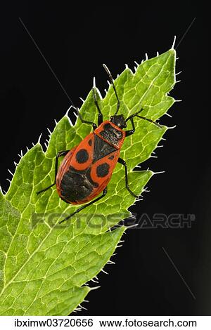 "Common Firebug (Pyrrhocoris apterus), macro shot, Baden-Wurttemberg, Germany, Europe" View Large Photo Image Stock Photograph - "Common Firebug (Pyrrhocoris apterus), macro shot, Baden-Wurttemberg, Germany, Europe". Fotosearch