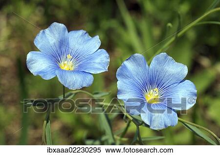 "Common flax or linseed (Linum usitatissimum), Ukraine, Eastern Europe, Europe" View Large Photo Image Stock Photography - "Common flax or linseed (Linum usitatissimum), Ukraine, Eastern Europe, Europe". Fotosearch