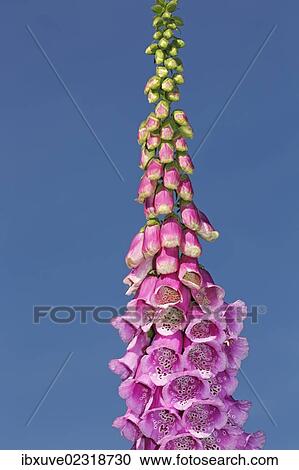 "Common foxglove, purple foxglove or lady's glove (Digitalis purpurea), medicinal plant, poisonous plant" View Large Photo Image Stock Image - "Common foxglove, purple foxglove or lady's glove (Digitalis purpurea), medicinal plant, poisonous plant". Fotosearch